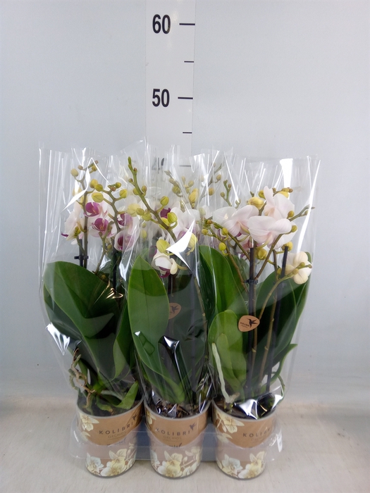 <h4>Phalaenopsis multi. 'FC Safe Haven'</h4>