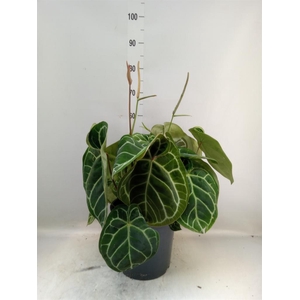 Anthurium crys. 'Karma Crystal Hyb'