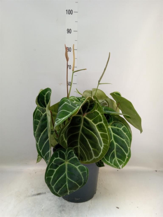 <h4>Anthurium crys. 'Karma Crystal Hyb'</h4>