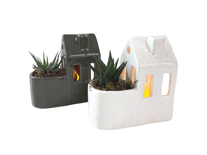<h4>Arr. Kamerplant Groen L%</h4>