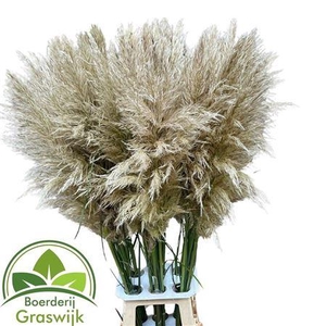 Cortaderia Se Evita