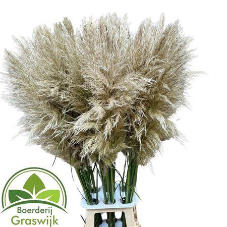 <h4>Cortaderia Se Evita</h4>