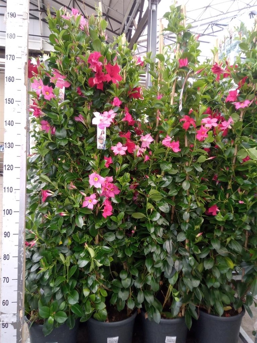 <h4>Mandevilla   ...</h4>