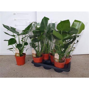 Monstera Deliciosa 17cm