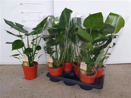 <h4>Monstera Deliciosa 17cm</h4>