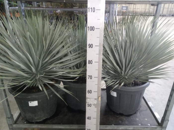 <h4>Yucca rostrata</h4>