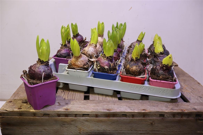 <h4>arr8 Hyacin Gem 5 Kl</h4>