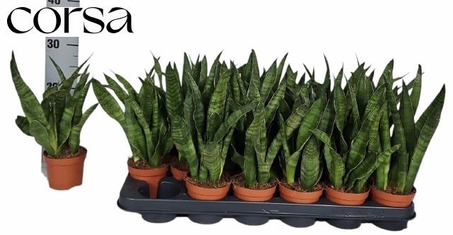 <h4>SANSEV KIRKI</h4>