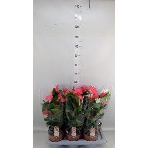 Anthurium andr. 'Melito'
