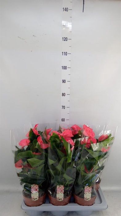 <h4>Anthurium andr. 'Melito'</h4>