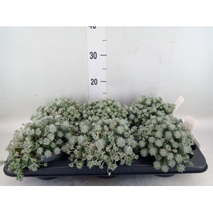 Sedum spathulifolium 'Cape Blanco'