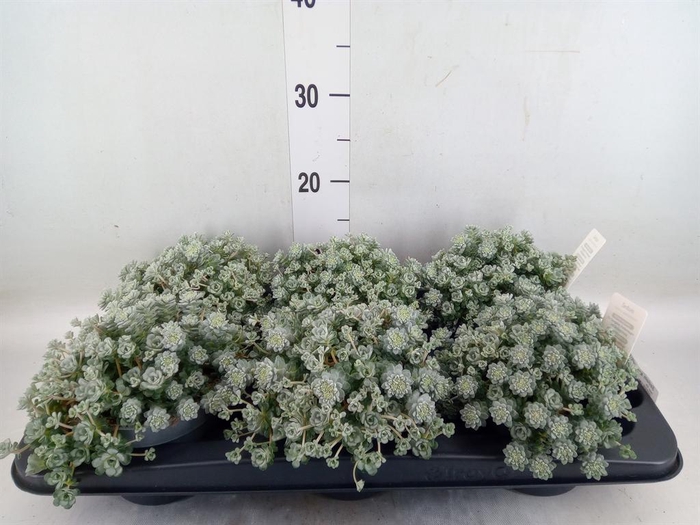 <h4>Sedum spathulifolium 'Cape Blanco'</h4>