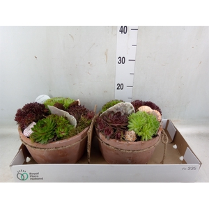 Arr.  Sempervivum L%