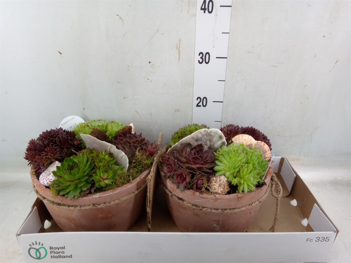 <h4>Arr.  Sempervivum L%</h4>
