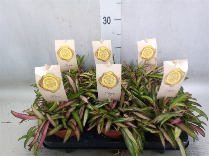 <h4>Hoya wayetii 'Tricolor'</h4>