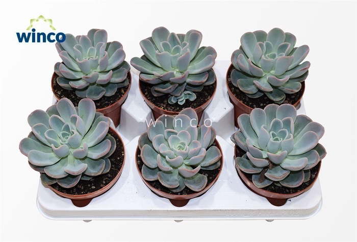 <h4>Echeveria Orpet</h4>