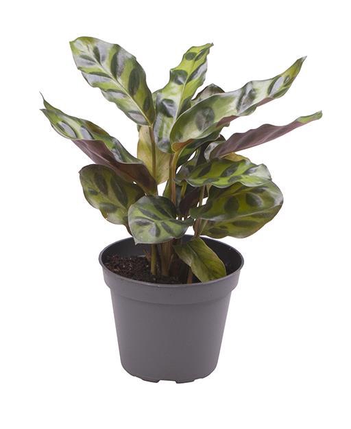 <h4>CALATHEA LANCIFOLIA P6</h4>