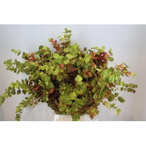 Euca Cinerea De Luxe 200gr P Bunch