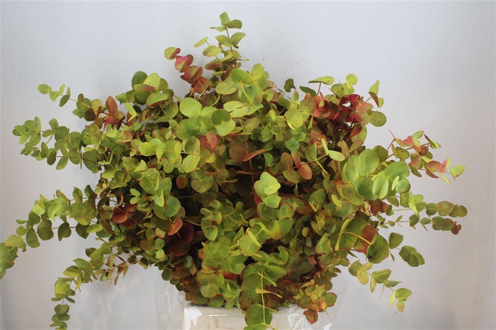 <h4>Euca Cinerea De Luxe 200gr P Bunch</h4>