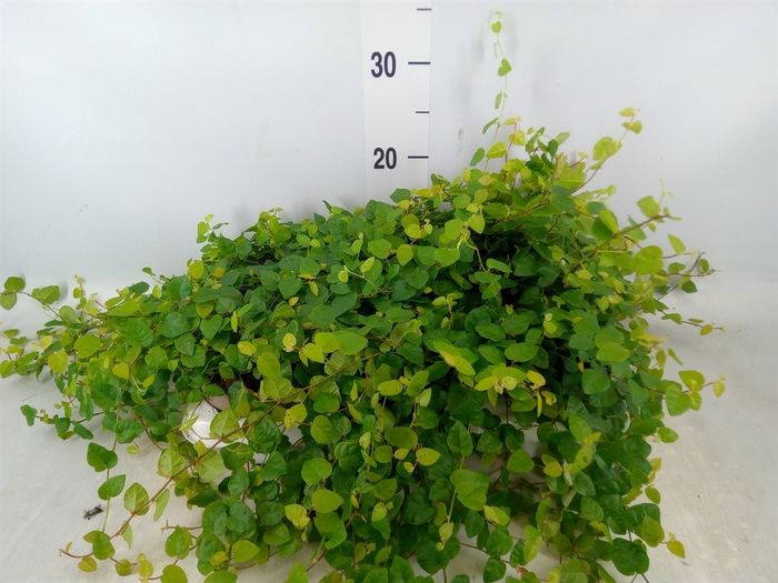 <h4>Ficus pumila 'Sunny Green'</h4>