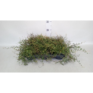 Muehlenbeckia com. 'Mao'ri'