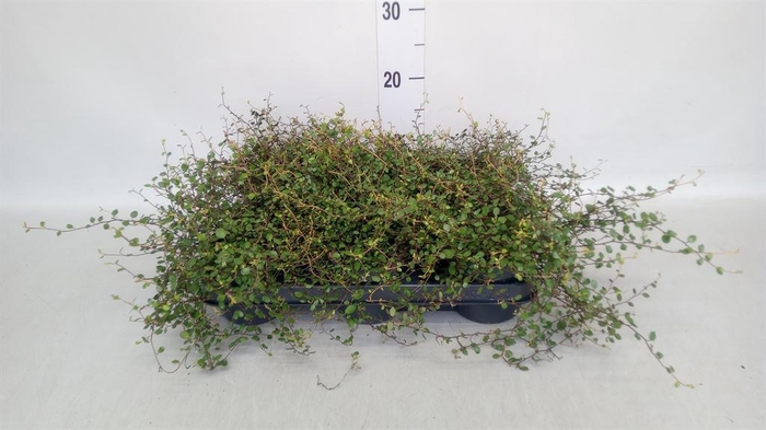 <h4>Muehlenbeckia com. 'Mao'ri'</h4>
