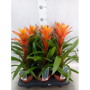 Guzmania  'Variada'