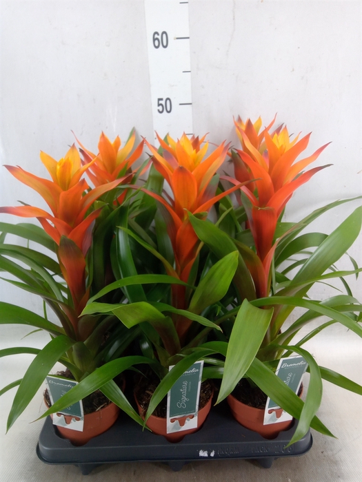 <h4>Guzmania  'Variada'</h4>