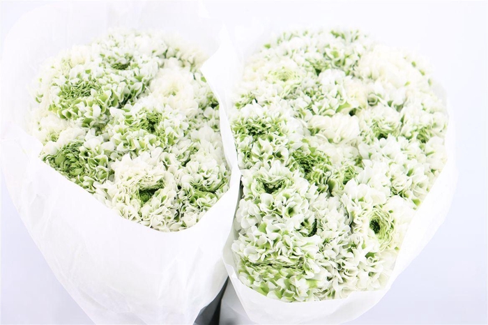 <h4>Ran Ponpon Ex Igloo</h4>