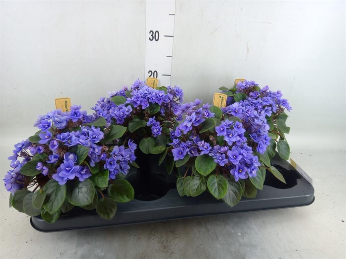 <h4>Saintpaulia   ...</h4>