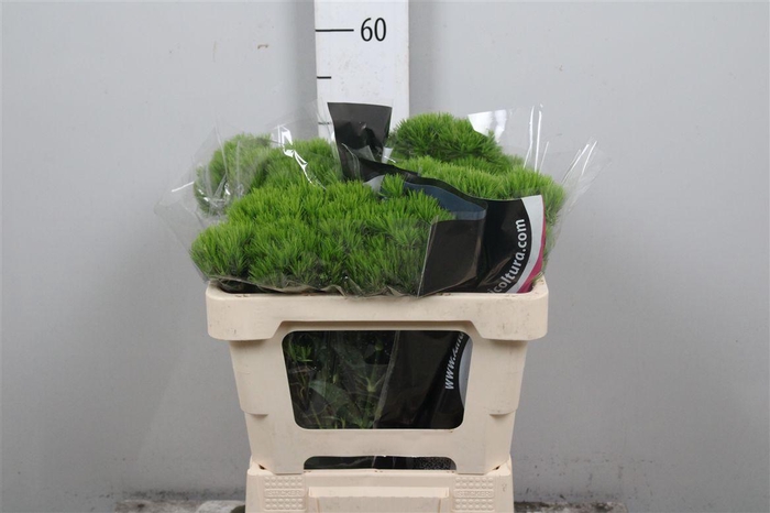 <h4>Di Barb Kiwi Mellow</h4>