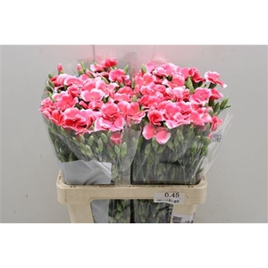 Dianthus Sp 