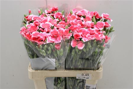 <h4>Dianthus Sp "symply Cherry</h4>