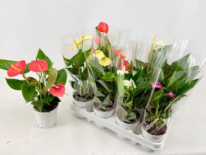 <h4>ANTHU AN GEM 4 KL</h4>