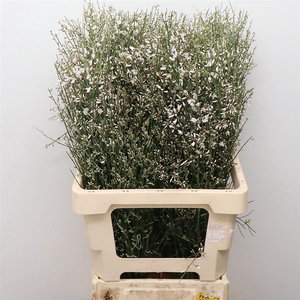 Ginster White P Bunch 200gram