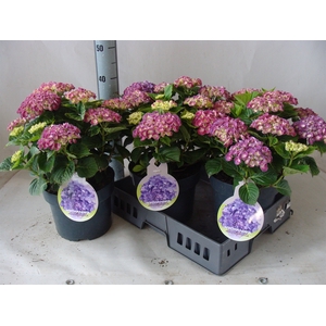 Hydrangea mac.   ...