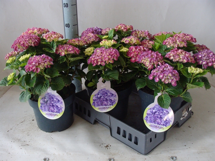 <h4>Hydrangea mac.   ...</h4>