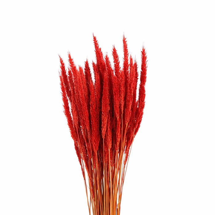 <h4>Dried Pinion Grass Red Bunch</h4>