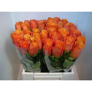 R Gr Confidential (big)