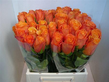 <h4>R Gr Confidential (big)</h4>