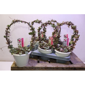 Ceropegia Woodii Sup