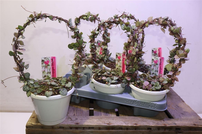 <h4>Ceropegia Woodii Sup</h4>