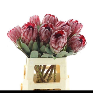 PROTEA SHARONET