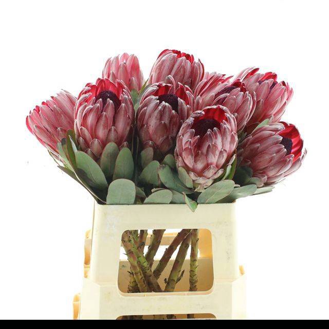 <h4>PROTEA SHARONET</h4>