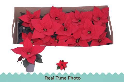 <h4>EUPHOR P CHR F RED</h4>