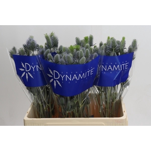 Eryngium Electric Dynamite