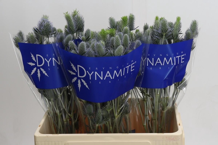 <h4>Eryngium Electric Dynamite</h4>