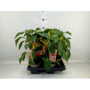 Capsicum annuum   ...peper