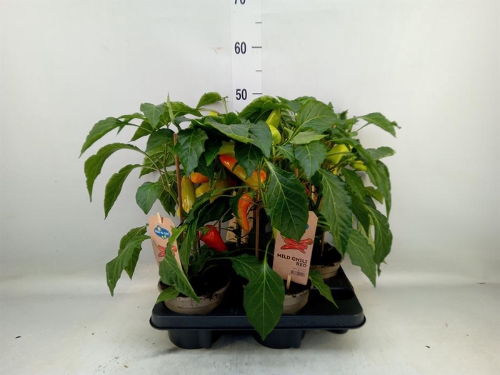 <h4>Capsicum annuum   ...peper</h4>
