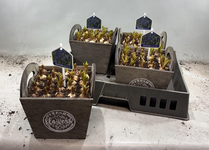 <h4>ARR MUSCARI</h4>